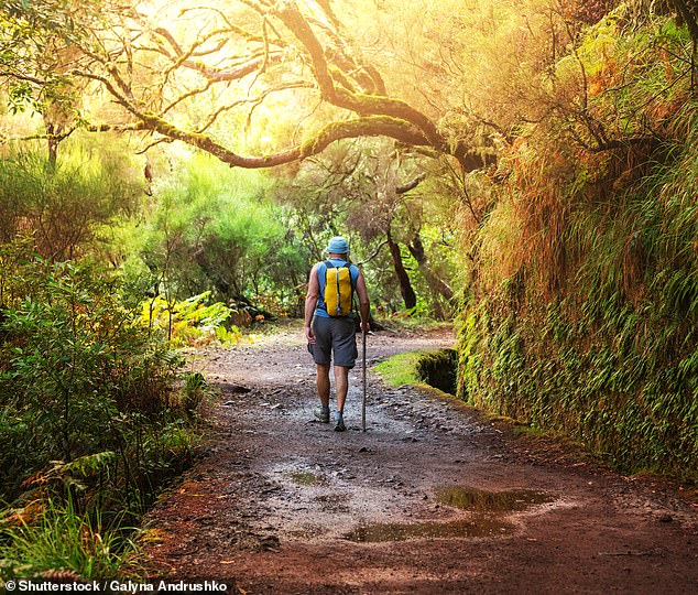 A man named Keith revealed to the Daily Mail that he sold his apartment to live in a tent in the woods alone after spending years struggling financially to get by (stock image)