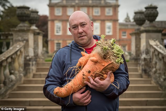 The Harrogate Autumn Flower Show delivered a spectacular celebration of green-fingered greatness as contestants took part in the giant vegetable competition in the grounds of Newby Hall and Gardens, in Ripon (Pictured: Chris Marriott from Mansfield poses with his winning giant carrot)