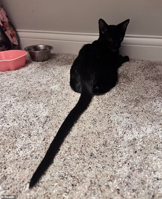 A cat's remarkably long tail has left the internet in such disbelief that people are going so far as accusing the owner of photoshop trickery